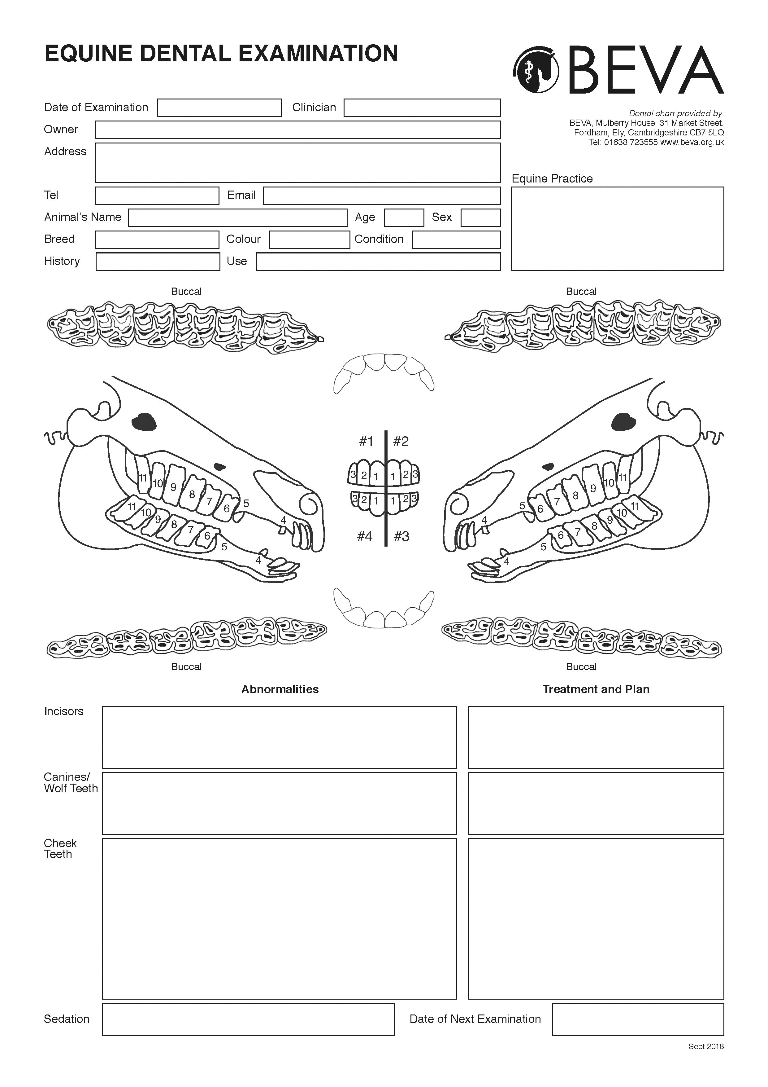 Equine Dental Chart