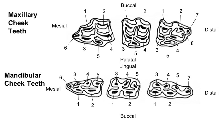 Equine Dental Chart