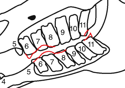 Equine Dental Chart