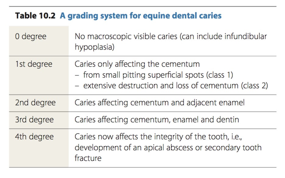 Equine Dental Chart